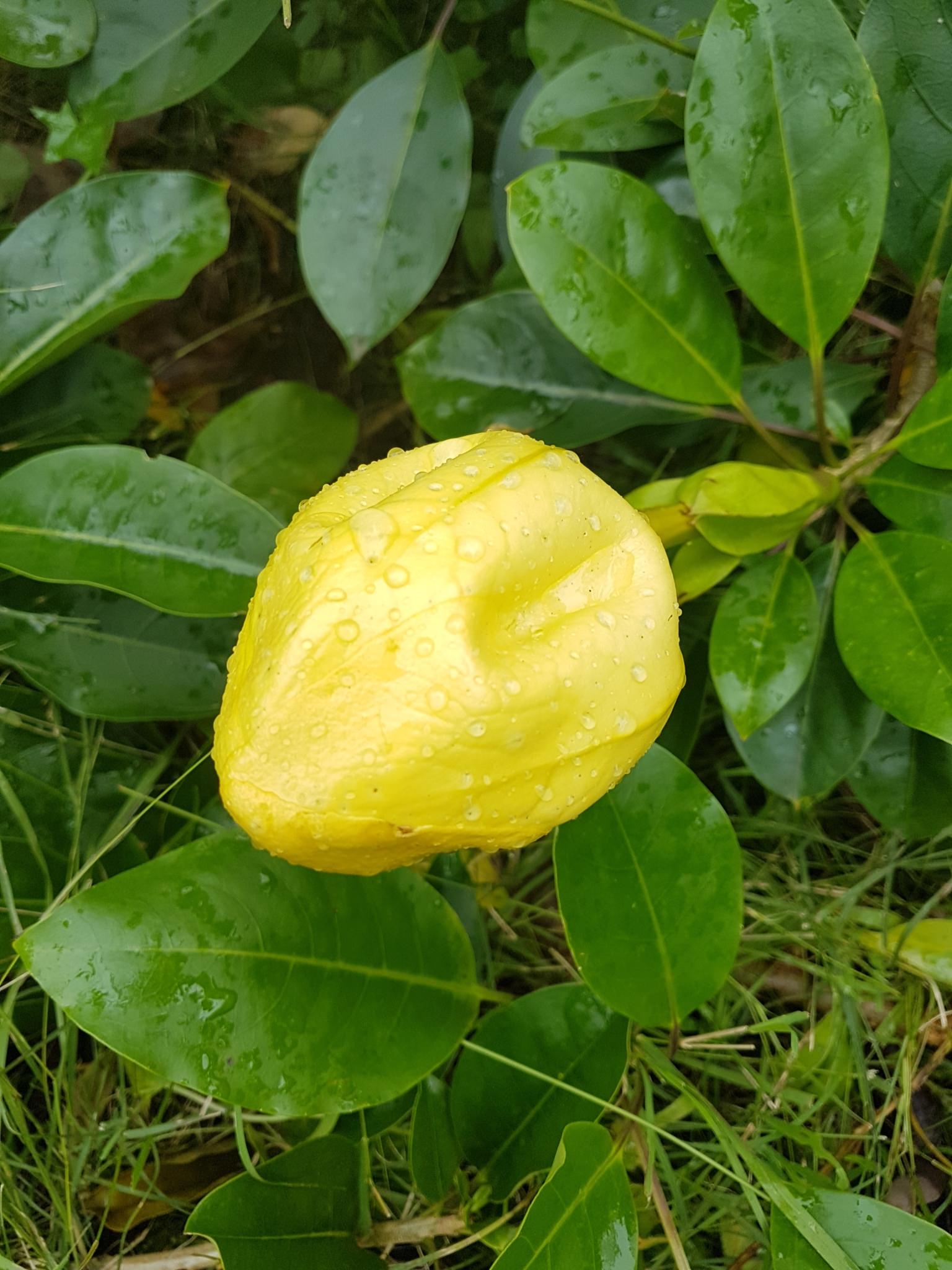 Solandra maxima